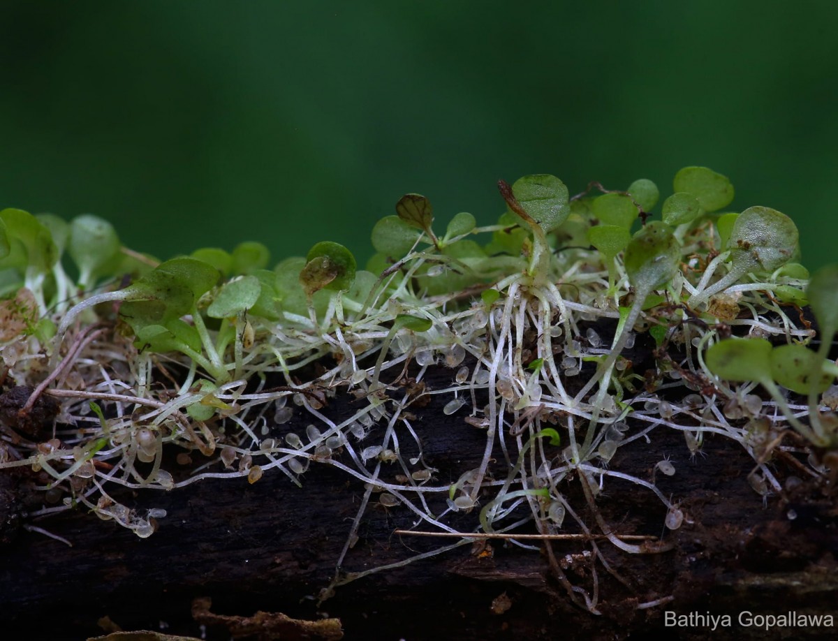 Utricularia striatula Sm.